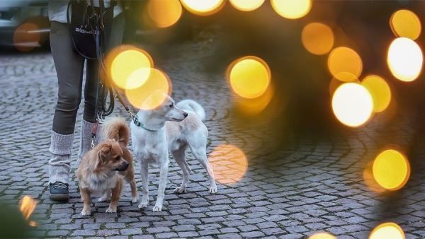 Кинолог рассказал об опасности размещения новогодних елок для собак<br />
